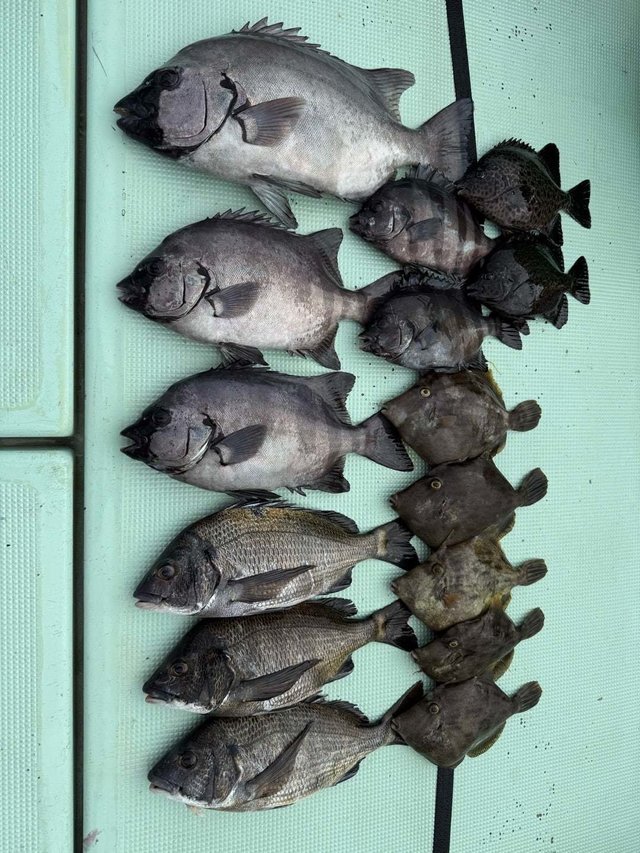 クロダイ・イシダイ・カワハギ