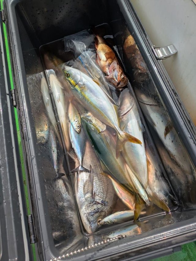 イナダ(ブリ)・カンパチ