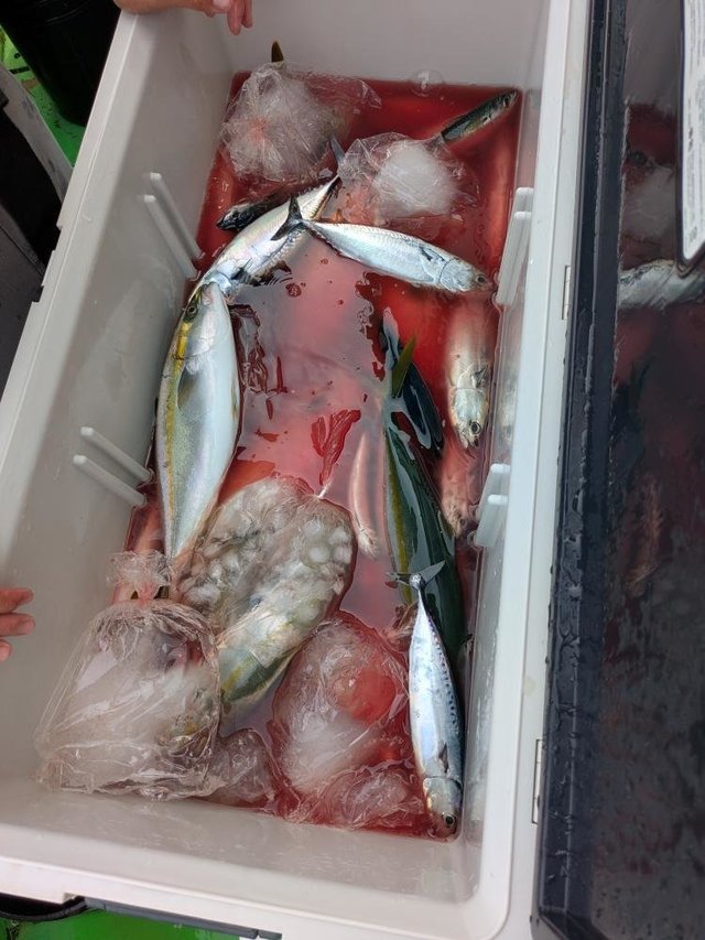 イナダ(ブリ)・カンパチ