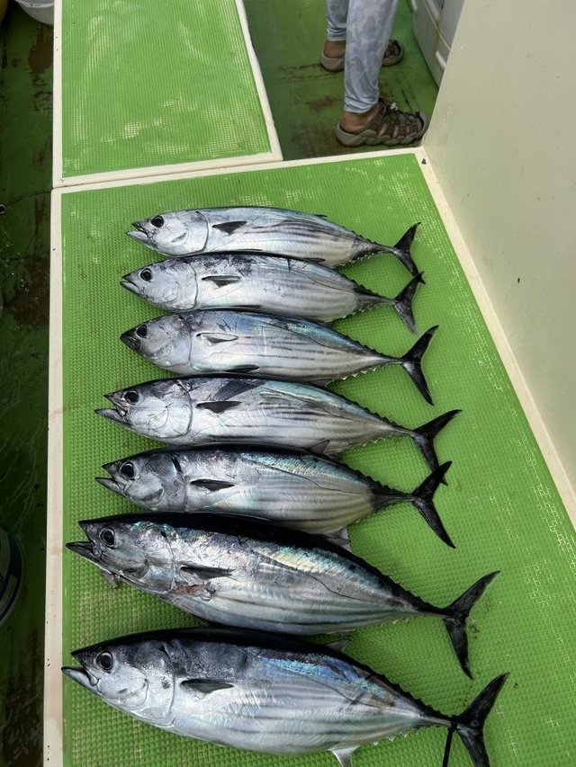 ホンガツオ(カツオ)