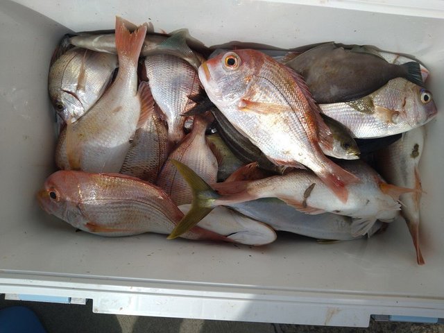 マダイ・レンコ(キダイ)・チダイ・ウマヅラ(ウマヅラハギ)