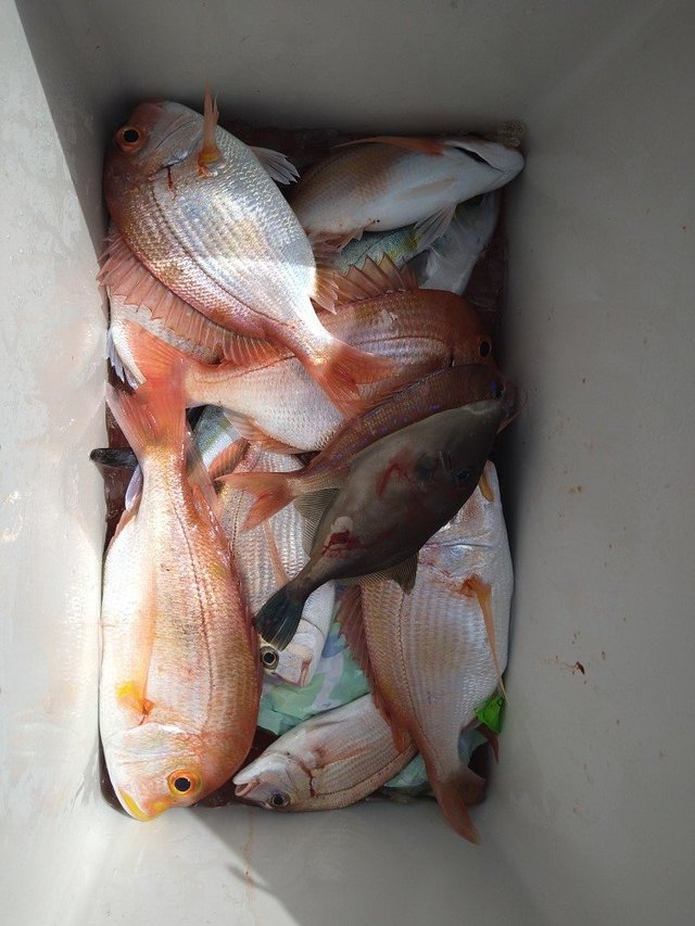 レンコ(キダイ)・チダイ・ウマヅラ(ウマヅラハギ)