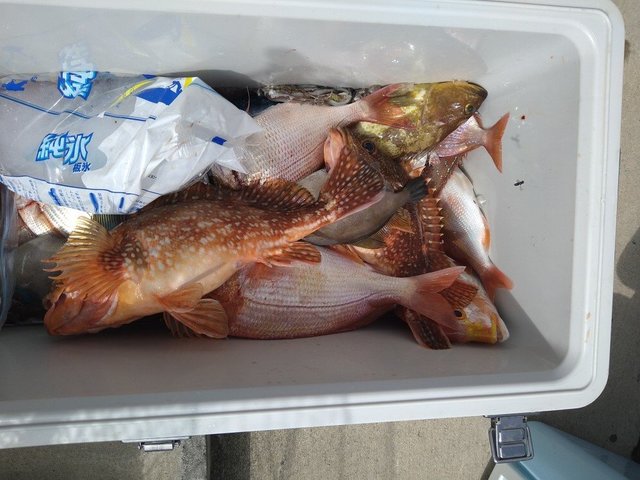 チダイ・アオハタ・ガシラ(カサゴ)