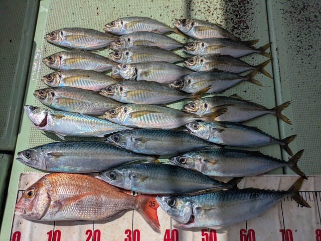 タイ(マダイ)・アジ(マアジ)・マサバ