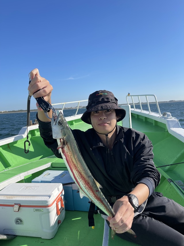 サゴシ(サワラ)