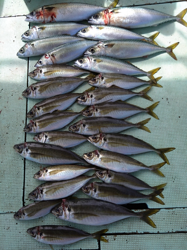 アジ(マアジ)・サバ(マサバ)