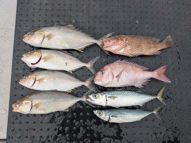 タイ(マダイ)・オオモンハタ・カンパチ