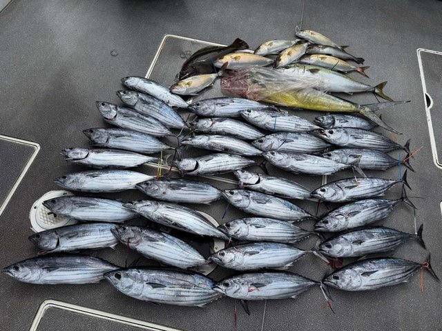 カンパチ・シイラ・カツオ・ヒラメ