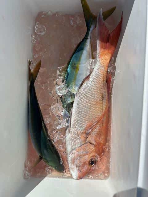 マダイ・ツバス(ブリ)