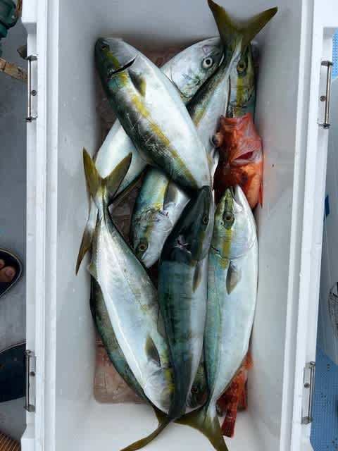 ツバス(ブリ)・カサゴ