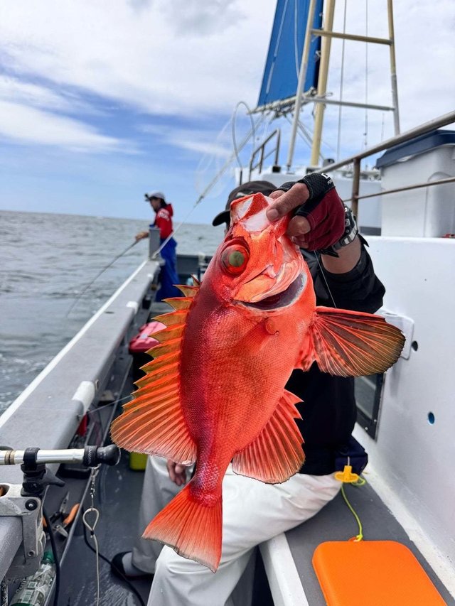 チカメキントキ