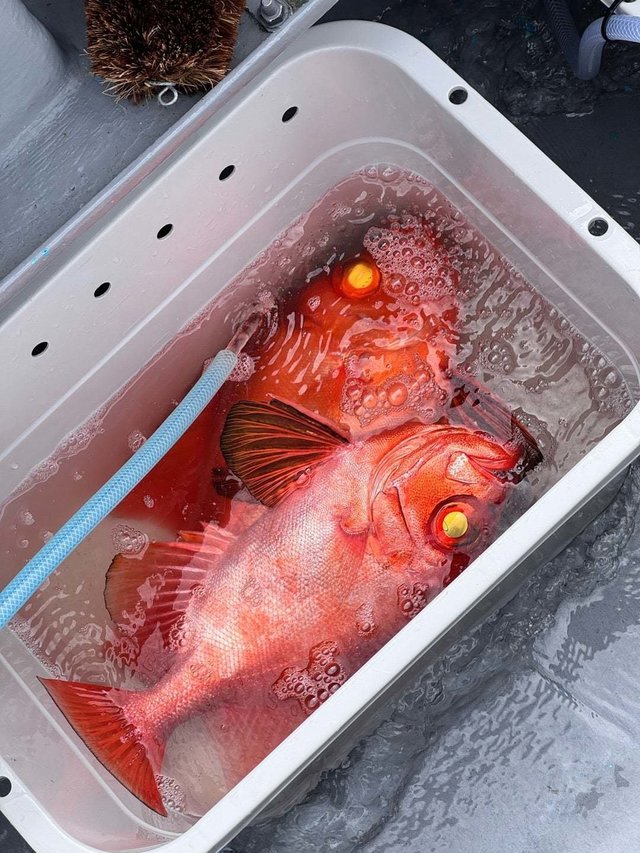 チカメキントキ