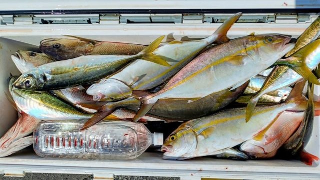 マダイ・アジ(マアジ)・カンパチ