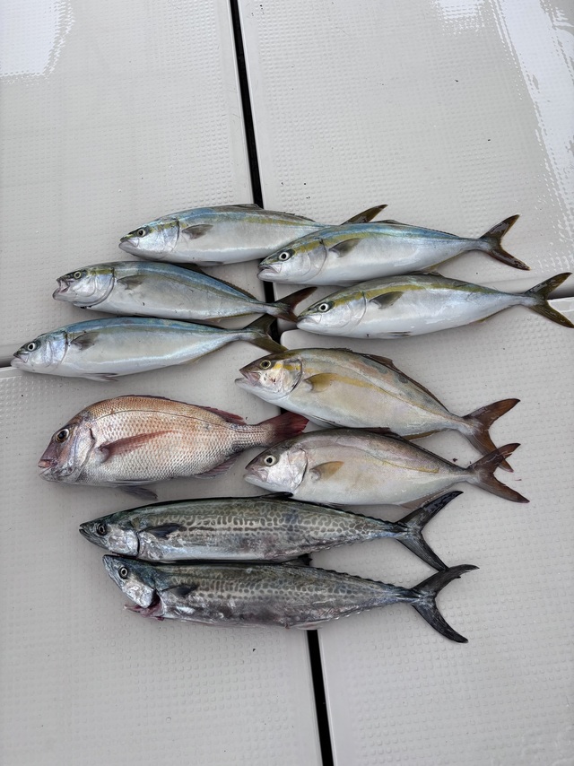 マダイ・ハマチ(ブリ)・シオ(カンパチ)・サゴシ(サワラ)