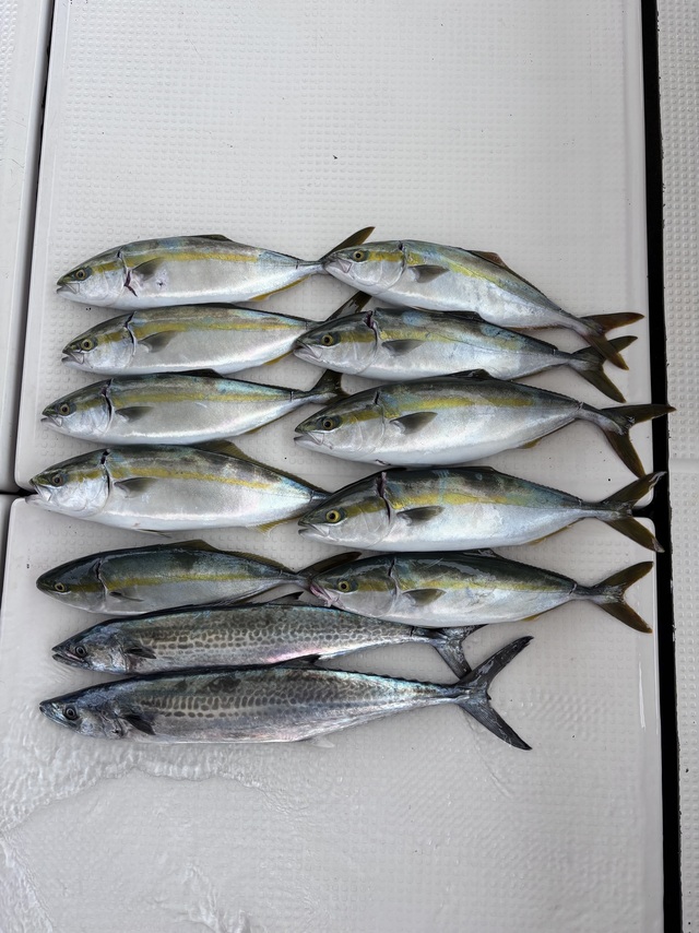 ハマチ(ブリ)・サゴシ(サワラ)