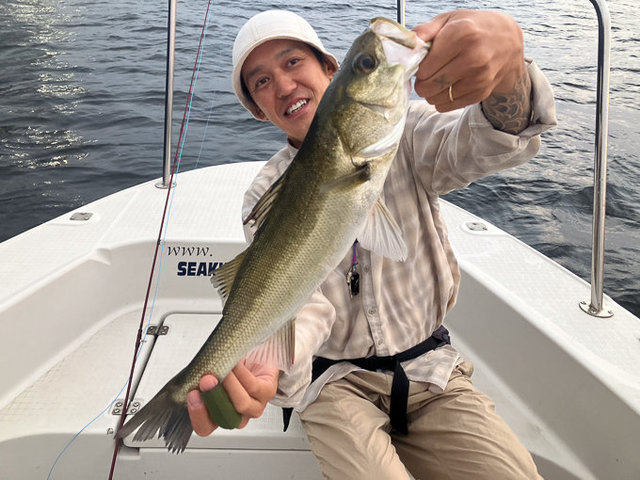 シーバス(スズキ)