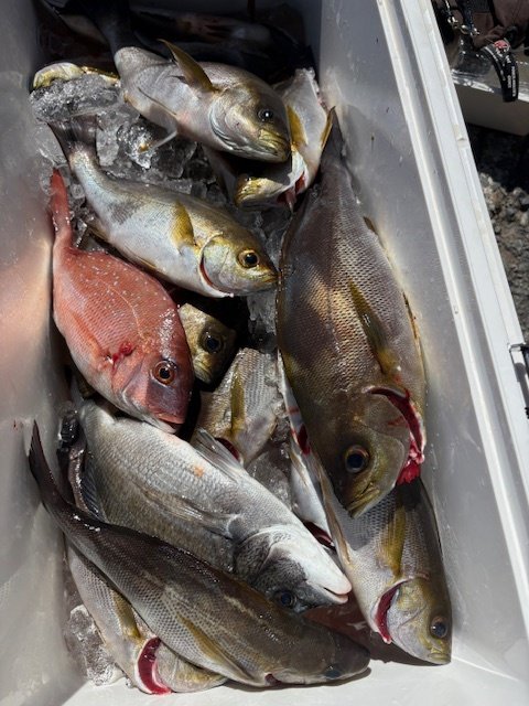 クロダイ・イサキ