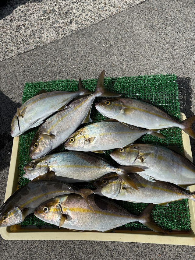 イナダ(ブリ)・カンパチ