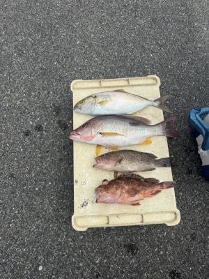 オオモンハタ・カンパチ・ヨコスジフエダイ