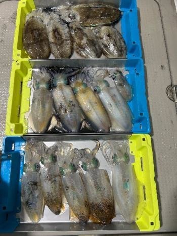 アオリイカ・コウイカ