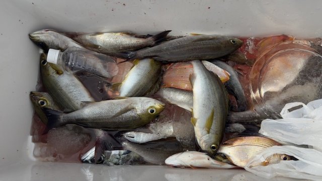 レンコダイ(キダイ)・イサキ