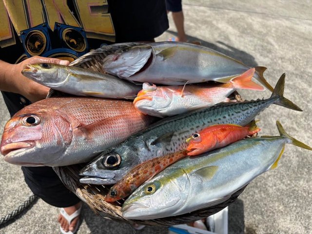 マダイ・イナダ(ブリ)・アマダイ(アカアマダイ)・サバ(ゴマサバ)