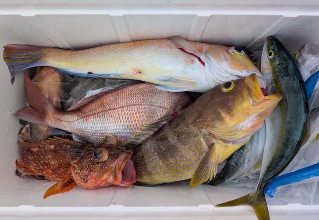 マダイ・キジハタ・イナダ(ブリ)・シロアマダイ・ウッカリカサゴ