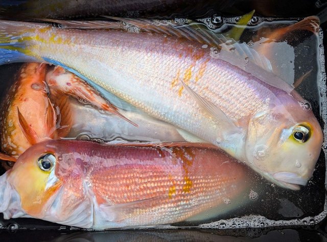 アマダイ(アカアマダイ)・シロアマダイ・ウッカリカサゴ