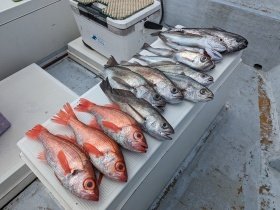 アカムツ・シロムツ(オオメハタ)・メイゴ(クログチ)