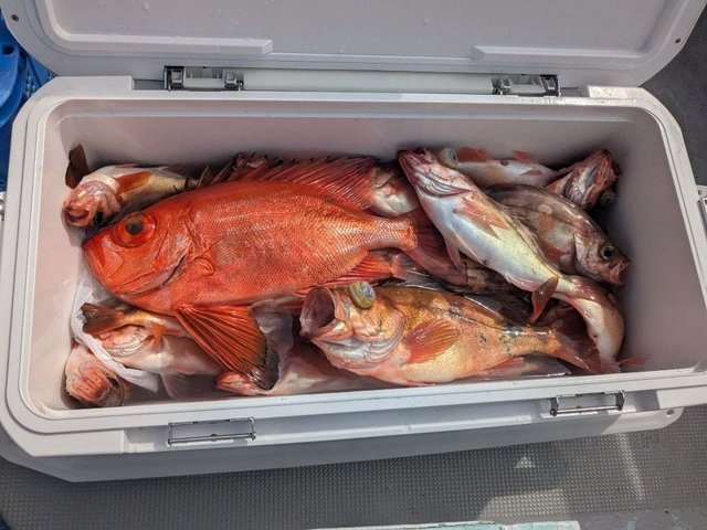 チカメキントキ・メバル