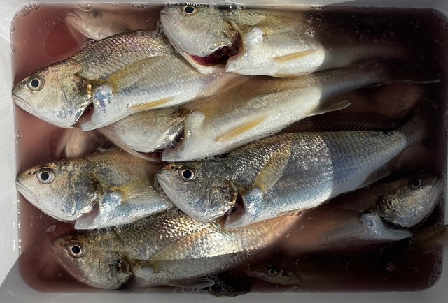 イシモチ(シログチ)