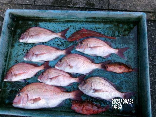 マダイ・カサゴ・ホウボウ