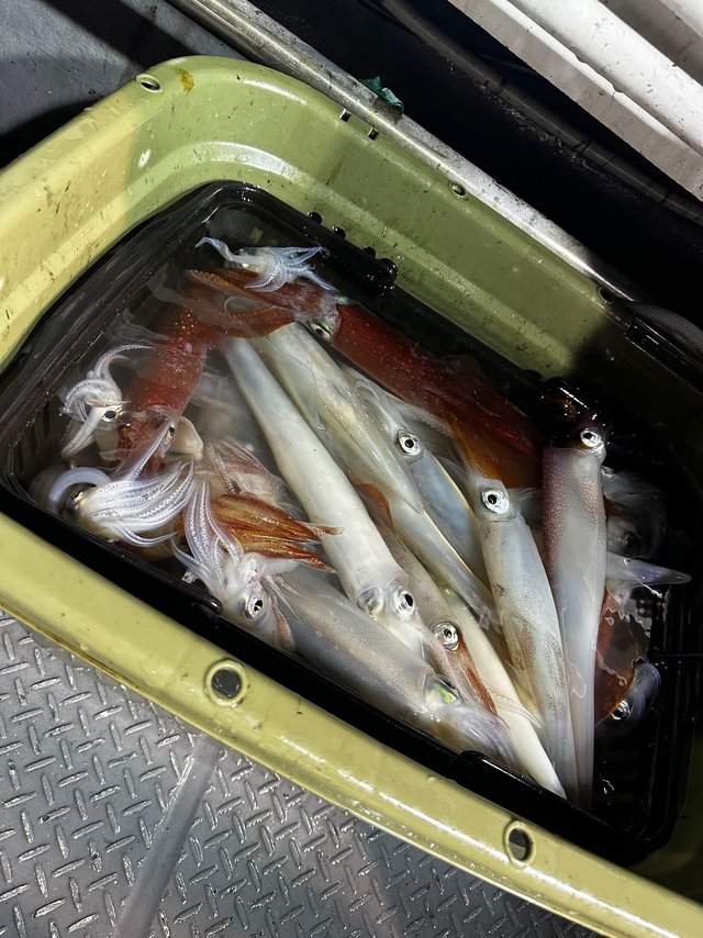 イカ(ケンサキイカ)・ヤリイカ