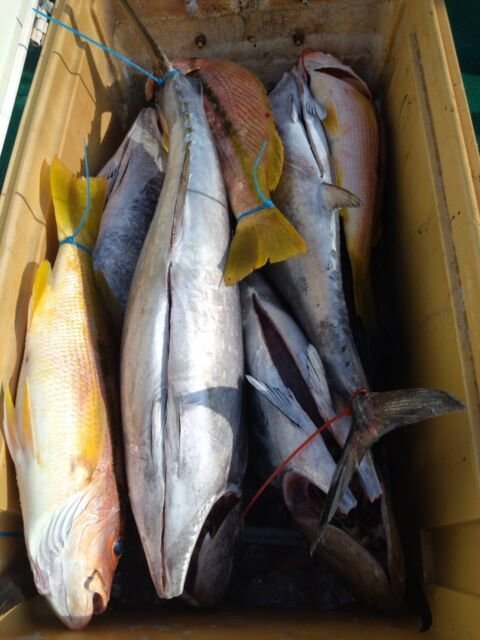 ヨコスジフエダイ・コシナガ