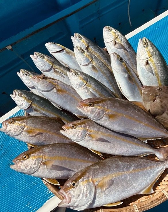 イナダ(ブリ)・カンパチ・カワハギ