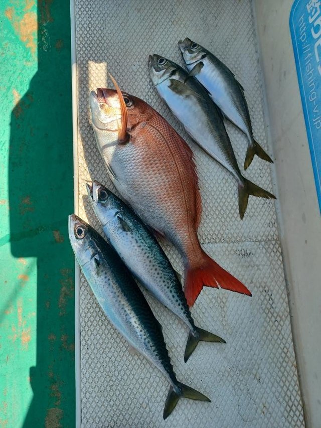 マダイ・アジ(マアジ)・サバ(ゴマサバ)