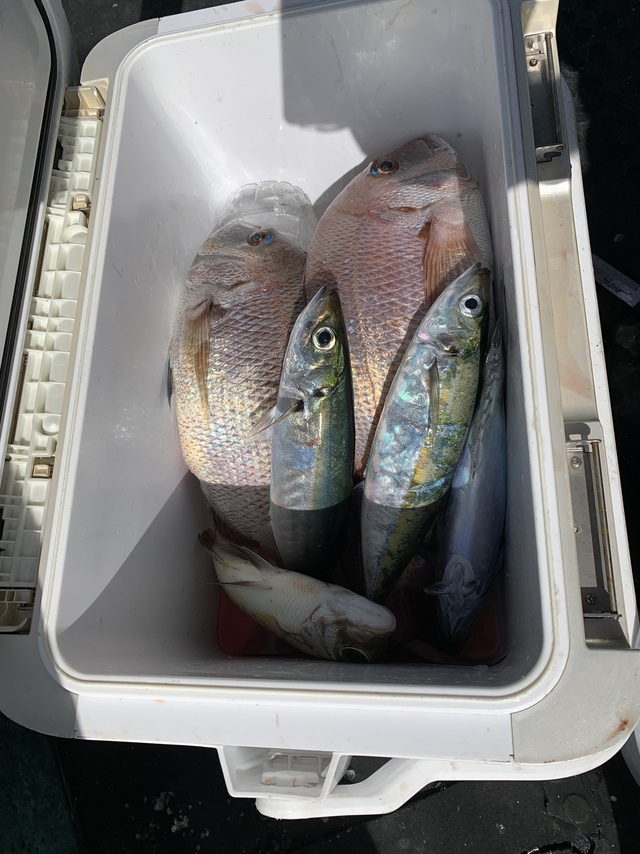 マダイ・ムロアジ