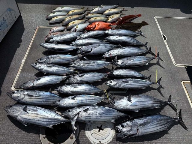 アカハタ・シオ(カンパチ)・カツオ・ホウボウ・ヒラメ