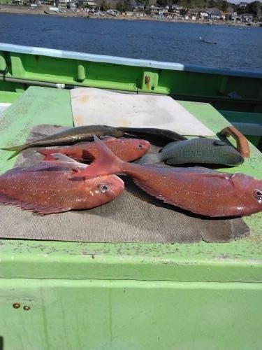 マダイ・メジナ・イサキ・ヒラソーダ(ヒラソウダ)