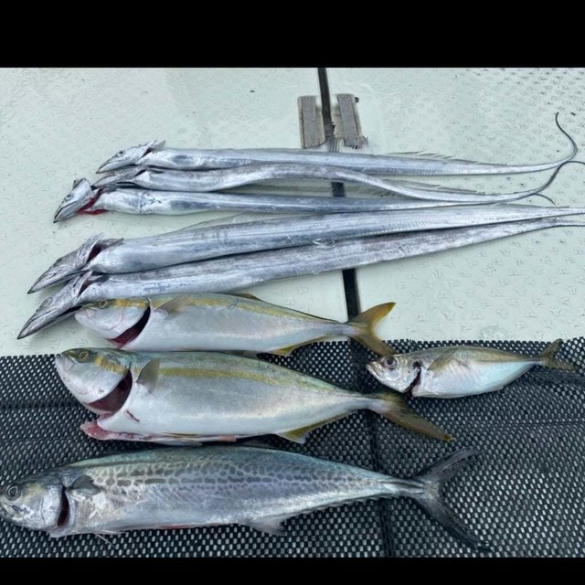 ハマチ(ブリ)・サワラ・タチ(タチウオ)