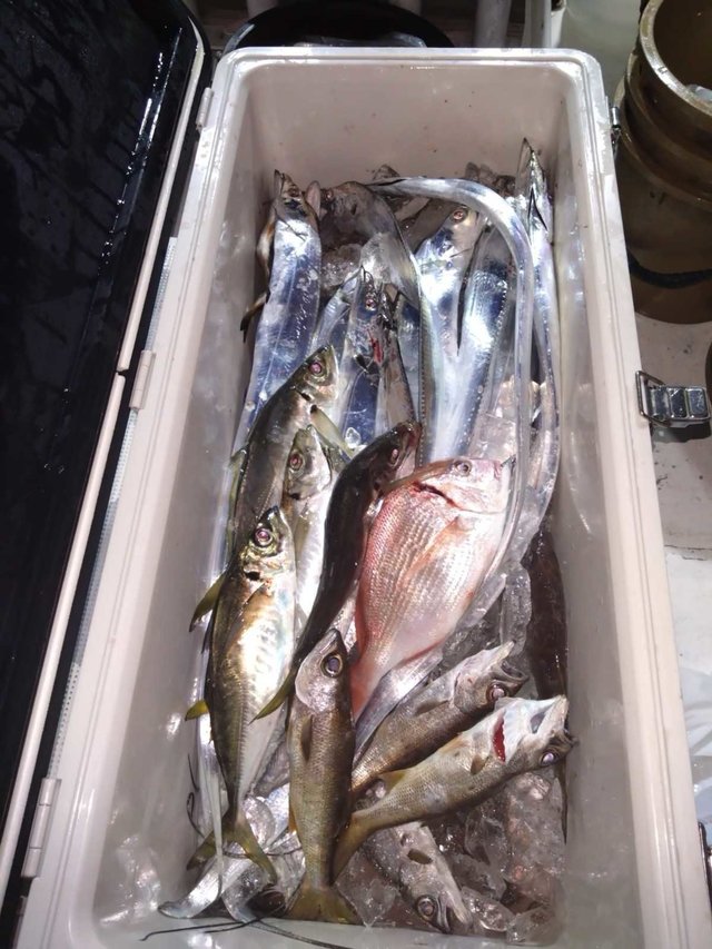 チダイ・アジ(マアジ)・ムツ(クロムツ)・タチ(タチウオ)