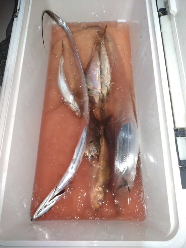 アジ(マアジ)・タチ(タチウオ)