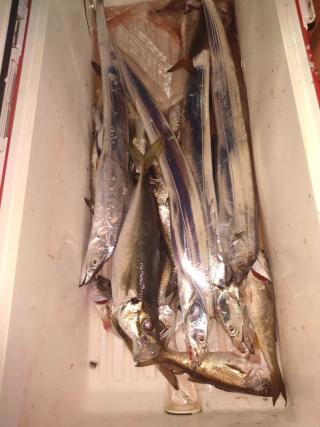 アジ(マアジ)・ムツ(クロムツ)・タチ(タチウオ)