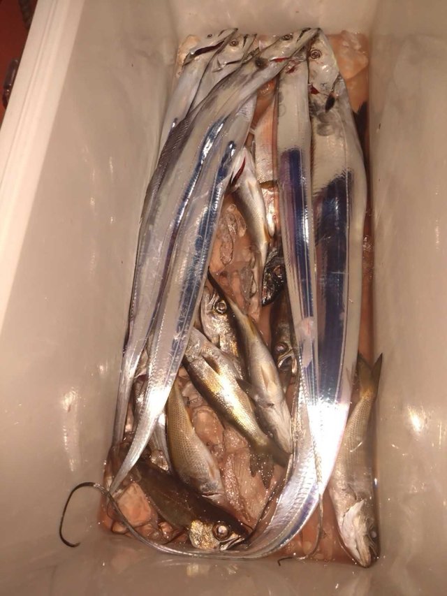 アジ(マアジ)・ムツ(クロムツ)・タチ(タチウオ)