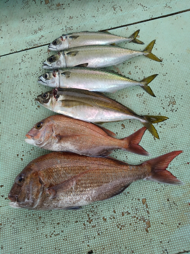 タイ(マダイ)・アジ(マアジ)・サバ(マサバ)