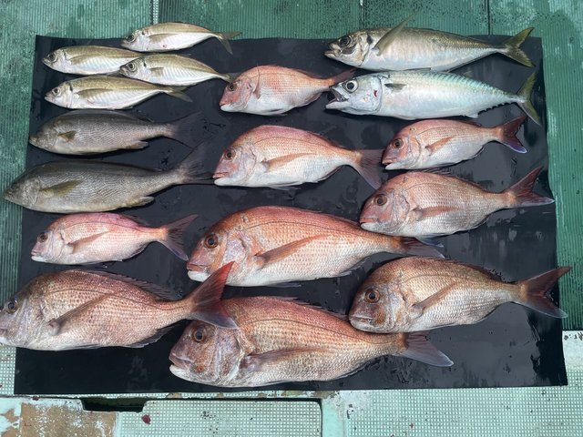 マダイ・マアジ・ドンバク(メアジ)・イサキ・マサバ