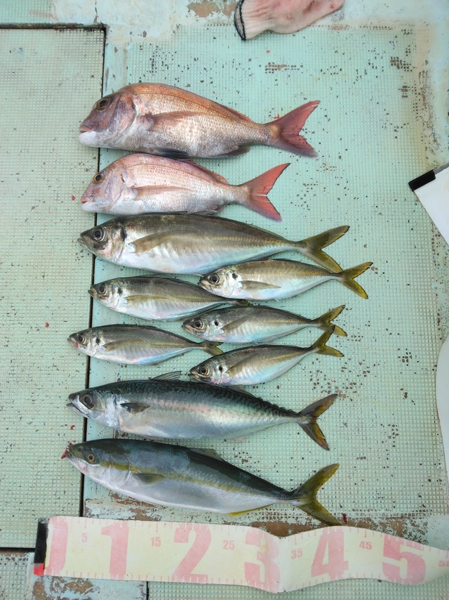 マダイ・マアジ・ツバス(ブリ)・マサバ