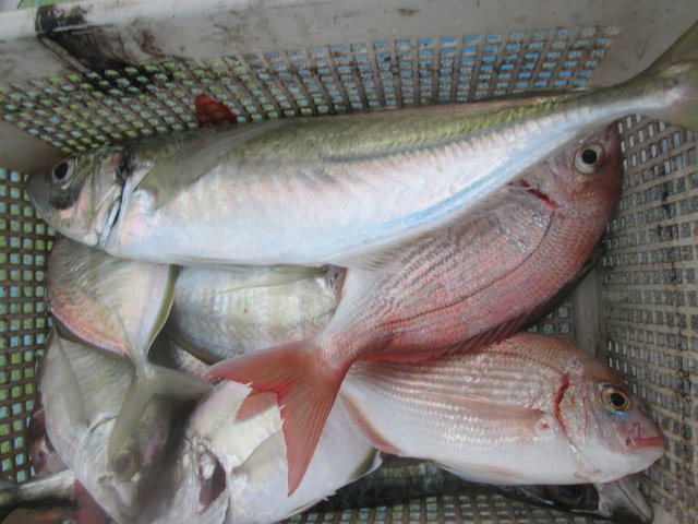 チダイ・アジ(マアジ)・カイワリ