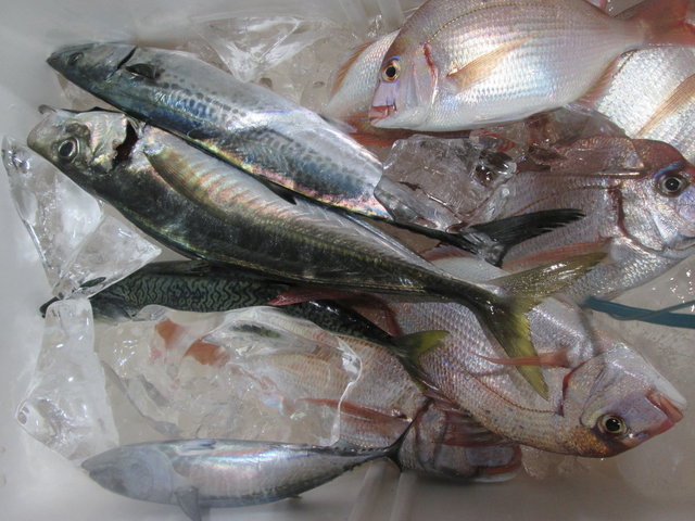 レンコ(キダイ)・アジ(マアジ)・サバ(ゴマサバ)
