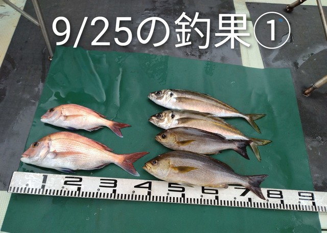 マダイ・マアジ・イサギ(イサキ)